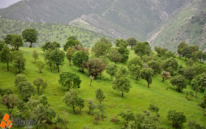 فۆتۆ: لایه‌ن سدیق