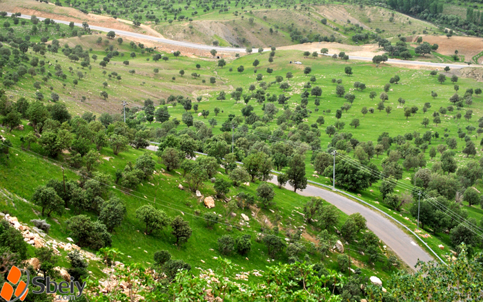 فۆتۆ: لایه‌ن سدیق