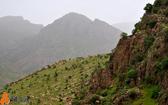 فۆتۆ: لایه‌ن سدیق