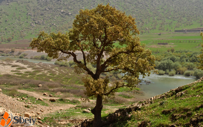 فۆتۆ: لایه‌ن سدیق