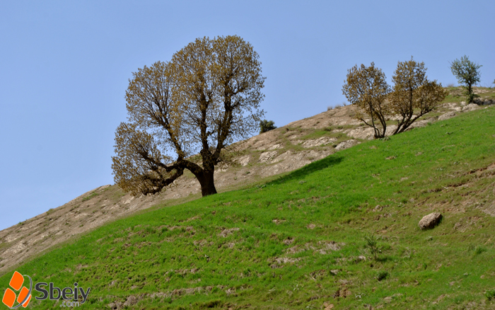 فۆتۆ: لایه‌ن سدیق