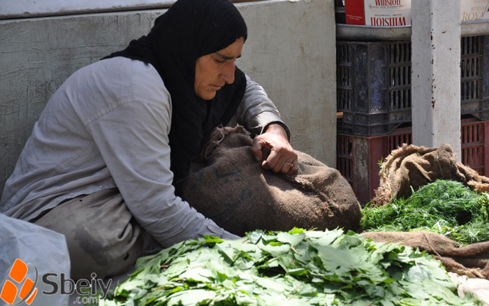 فۆتۆ: سیروان عه‌ول